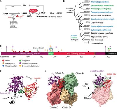 Functional and Pathological Roles of AHCY